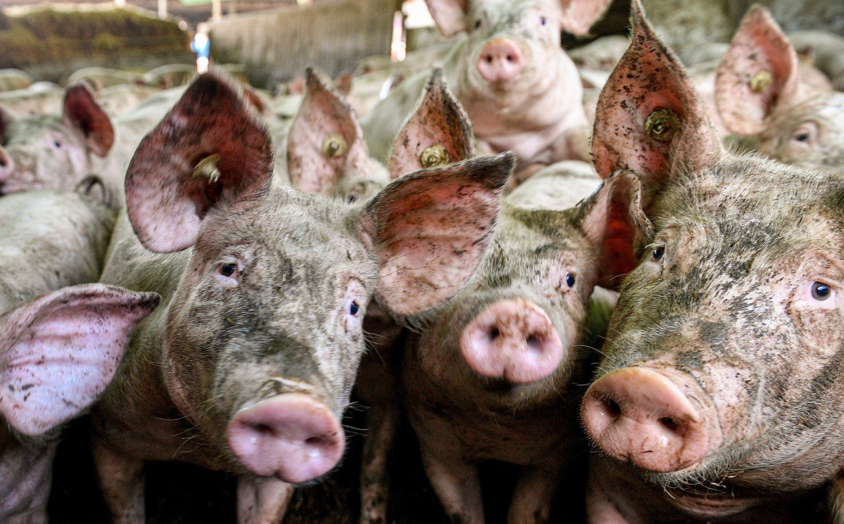Trung Quốc cấm nhập khẩu thịt lợn từ Đức: Động thái bất ngờ làm 