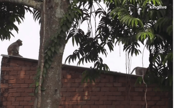 [VIDEO] Vây bắt đàn khỉ &quot;đại náo&quot; khu dân cư ở TP.HCM