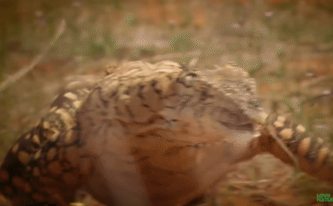 Để sổng mất con mồi lớn là Kangaroo, kỳ đà khổng lồ 'trút giận' lên loài rắn cực độc