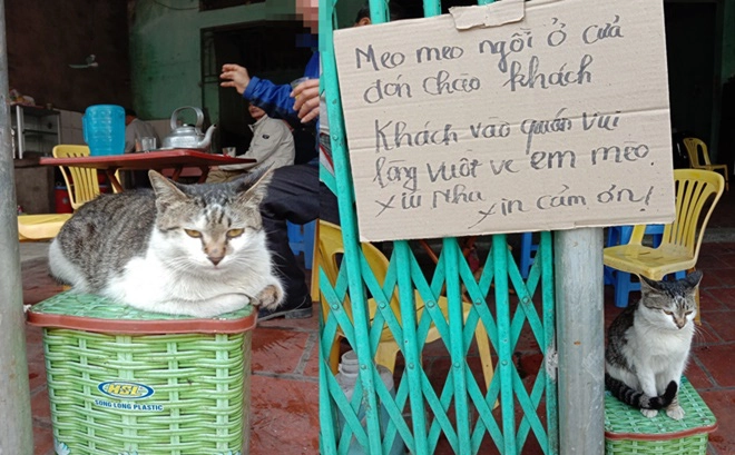 Con mèo &quot;khó ở&quot; ngồi chễm chệ trước quán ăn khiến chủ phải viết ngay biển cảnh báo, ai đọc cũng buồn cười