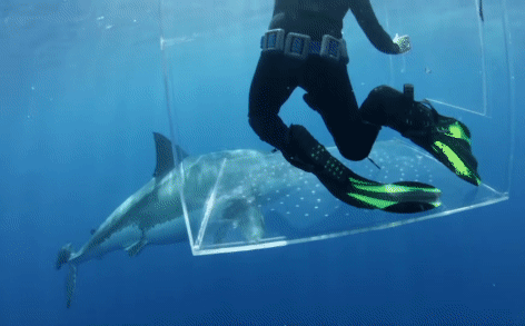 Cá mập điên cuồng tấn công lồng kính khi cửa bị bể, số phận người bên trong sẽ ra sao?