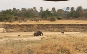 Ngoài sư tử ra, đây là loài đi săn duy nhất dám tấn công một con voi to lớn