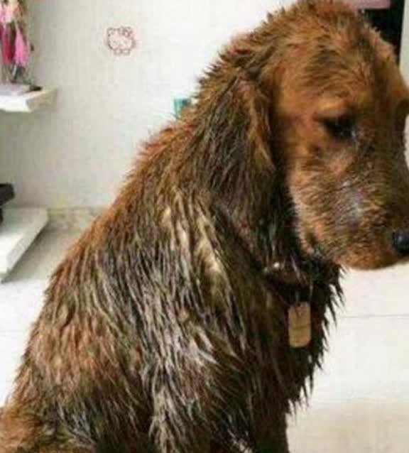Đưa chó Golden đi tắm, chủ nhân bị “đuổi khéo”: Anh cầm thêm tiền, mời đi hàng khác! - Ảnh 3.