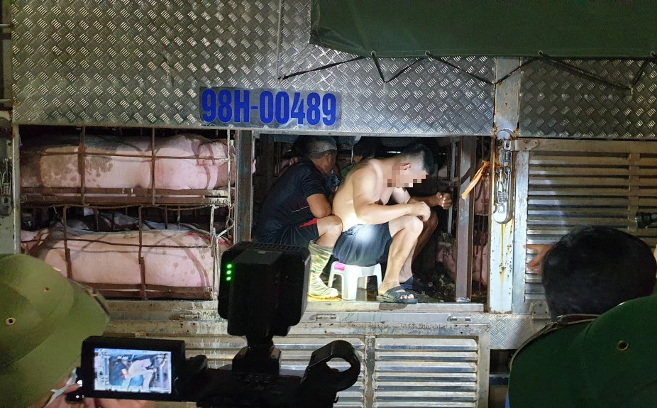 Kiểm tra xe chở đầy lợn qua chốt kiểm soát dịch trong đêm, phát hiện nhóm người trốn bên trong