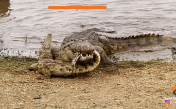 Cá sấu sông Nile đại chiến từ sáng đến chiều, kết cục tàn nhẫn cho kẻ thua cuộc!