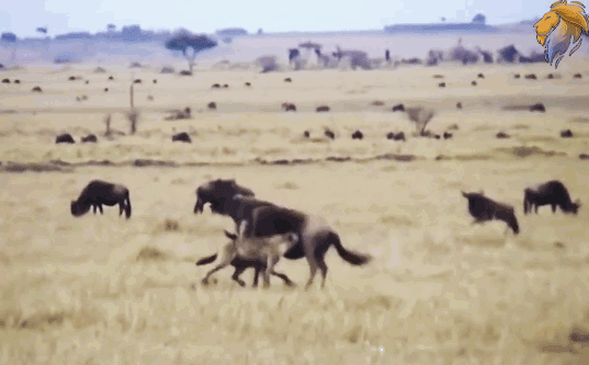 Linh cẩu ‘ăn tươi nuốt sống’ linh dương đầu bò đang mang thai