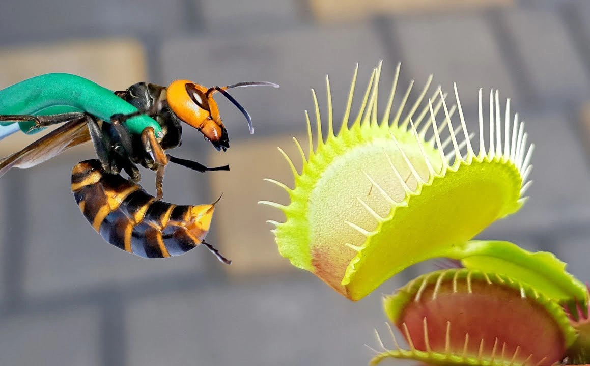 Điều gì xảy ra khi ong bắp cày sập bẫy của cây bẫy kẹp: Thoát lưỡi hái tử thần?