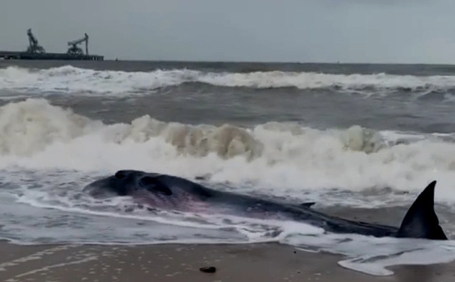 Dân làng chạy ra giải cứu con cá voi nặng 2 tấn trôi dạt vào bờ biển