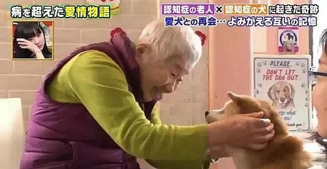 Chó Shiba và chủ mắc bệnh mất trí nhớ gặp lại sau 2 năm: Cái kết làm nhiều người cay mắt - Ảnh 9.