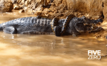Cá sấu bắt được trăn Anaconda nhưng bị phản công bất ngờ