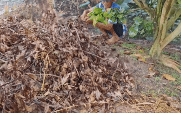 Dỡ đống cành khô, nhóm người bắt được chuột nhum 'đặc sản miền Tây': Thu hoạch 'khủng'!