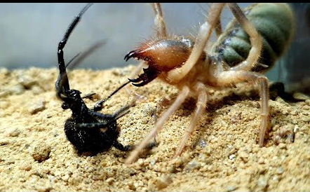 Nhện lạc đà đối đầu 2 con nhện góa phụ đen cực độc, trận chiến sinh tử kết thúc bất ngờ!
