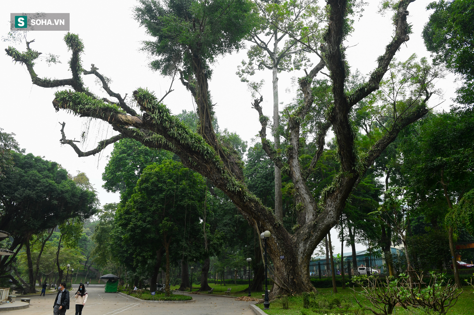 Báu vật nghìn tỷ mà người Trung Quốc săn lùng được Hà Nội bảo vệ chặt chưa từng có - Ảnh 10.