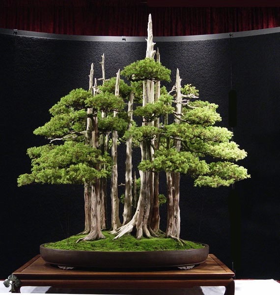 Top 10 cây Bonsai đẹp nhất thế giới - Ảnh 2.