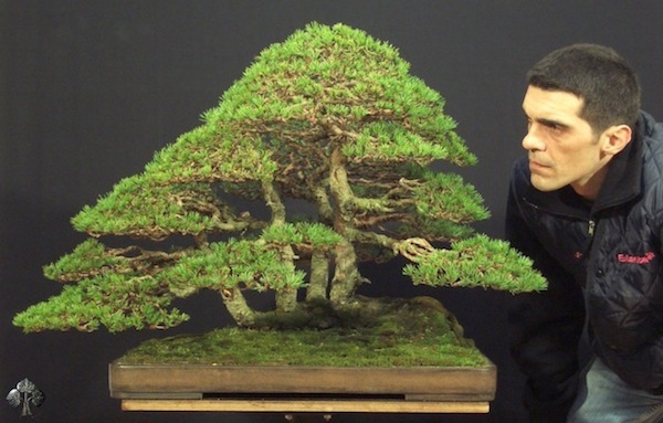 Top 10 cây Bonsai đẹp nhất thế giới - Ảnh 4.