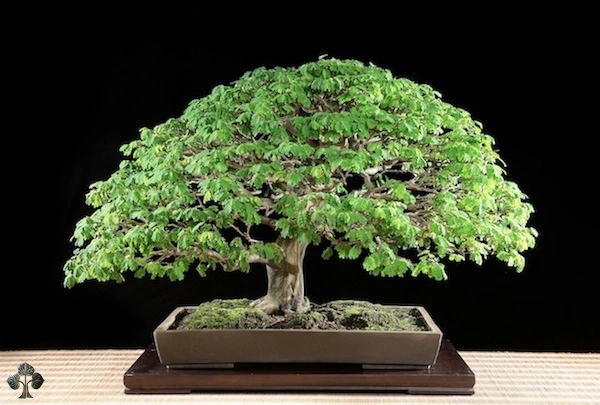 Top 10 cây Bonsai đẹp nhất thế giới - Ảnh 7.