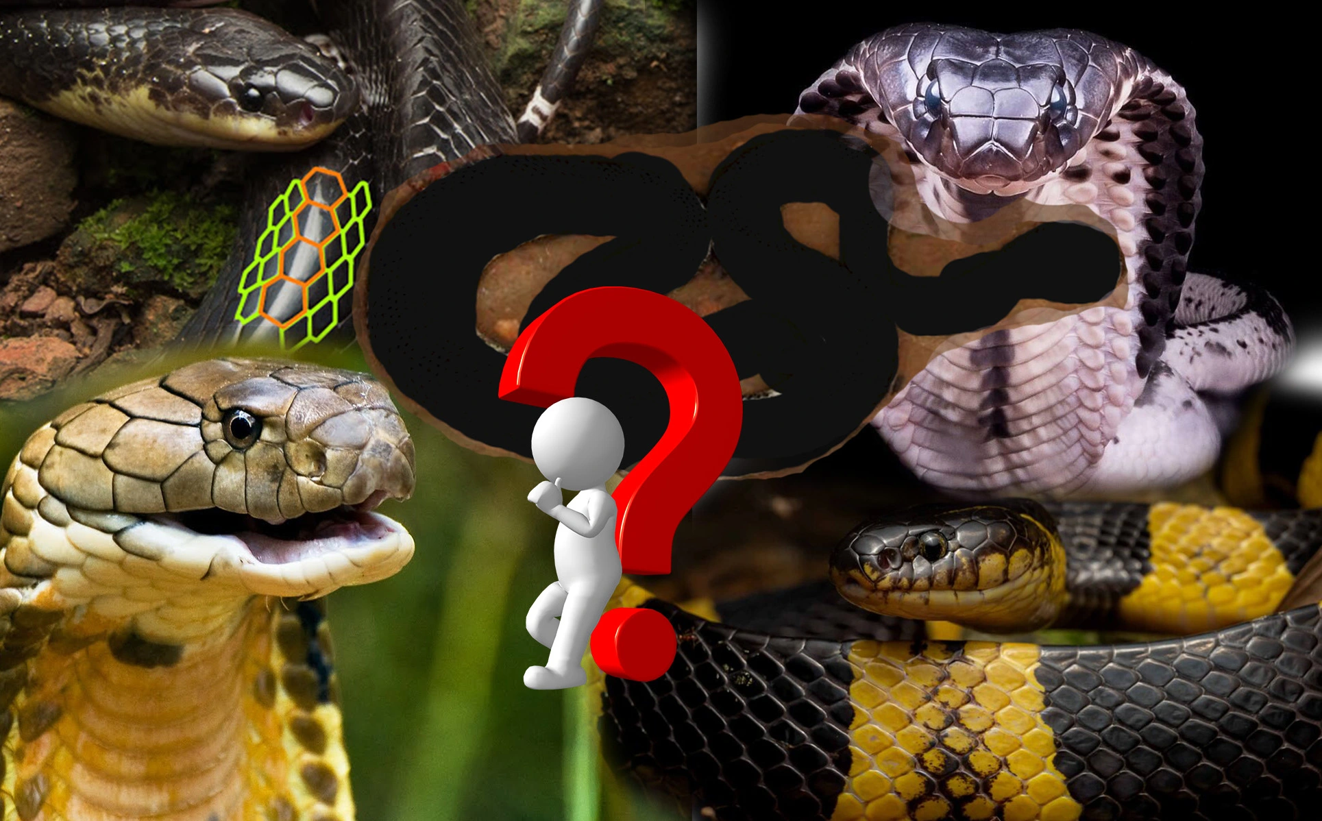 Xử trí khi bị rắn độc cắn  KHU ĐIỀU TRỊ PHONG