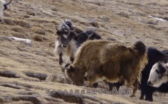 Báo tuyết tấn công &quot;quý tử&quot; của bò Tây Tạng, bò mẹ dùng hết sức bình sinh để giải cứu: Kẻ nào sống - Kẻ nào chết?