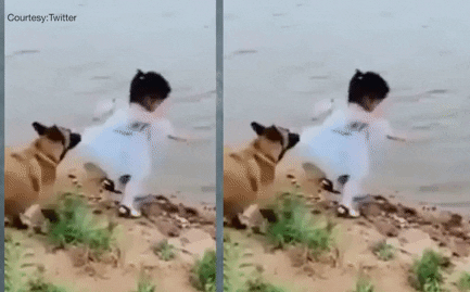 Bóng rơi xuống nước, cô bé cúi xuống lấy, chó cưng làm 2 việc khiến dân mạng khen hết lời