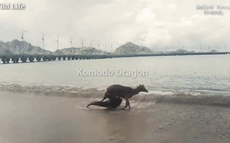 Cảnh tượng ám ảnh: Con hươu đáng thương bị rồng Komodo truy sát, dìm chết bên bờ biển