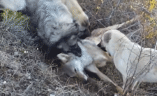 Chó sói bị 4 con chó Kangal hung dữ tấn công đến chết