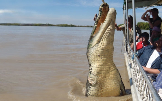 Bắt được cá sấu dài hơn 4m, người dân tá hỏa phát hiện điều kinh hoàng trong bụng &quot;con quái thú&quot;
