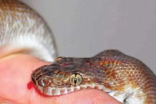 Loài rắn độc nhất TQ: 1 miligam nọc là đủ giết người, hổ mang chúa cũng khiếp sợ nhưng tính tình lại rất tương phản - Ảnh 5.