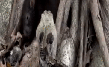 Chuột cống bị dồn vào đường cùng, điên cuồng cắn trả loài rắn độc bậc nhất Bắc Mỹ