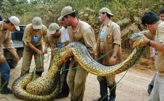 Những ‘kỷ lục gia’ đáng sợ trong thế giới loài rắn: Từ độc nhất tới dài nhất, cá thể nào cũng khiến con người phải rùng mình