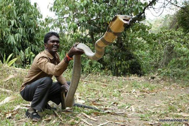 Những ‘kỷ lục gia’ đáng sợ trong thế giới loài rắn: Từ độc nhất tới dài nhất, cá thể nào cũng khiến con người phải rùng mình - Ảnh 2.