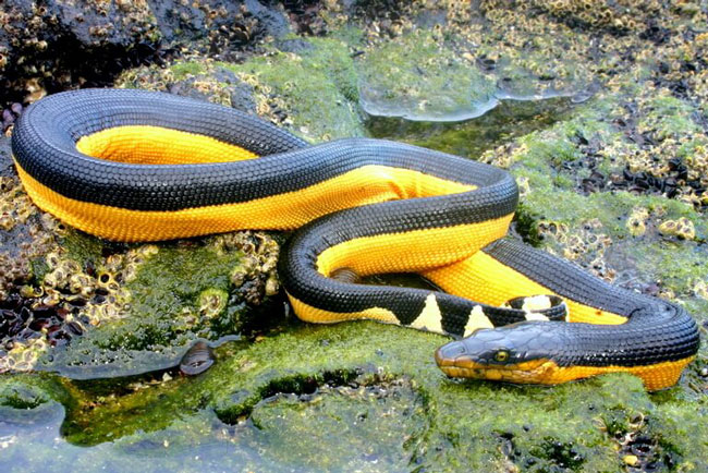Những ‘kỷ lục gia’ đáng sợ trong thế giới loài rắn: Từ độc nhất tới dài nhất, cá thể nào cũng khiến con người phải rùng mình - Ảnh 3.