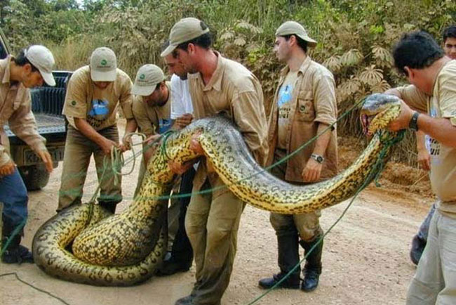 Những ‘kỷ lục gia’ đáng sợ trong thế giới loài rắn: Từ độc nhất tới dài nhất, cá thể nào cũng khiến con người phải rùng mình - Ảnh 4.