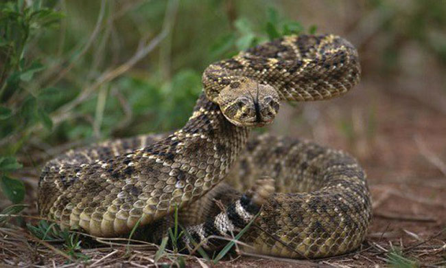Những ‘kỷ lục gia’ đáng sợ trong thế giới loài rắn: Từ độc nhất tới dài nhất, cá thể nào cũng khiến con người phải rùng mình - Ảnh 6.