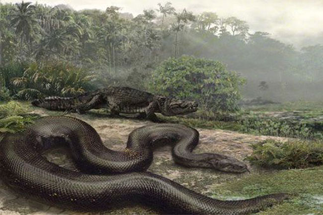 Những ‘kỷ lục gia’ đáng sợ trong thế giới loài rắn: Từ độc nhất tới dài nhất, cá thể nào cũng khiến con người phải rùng mình - Ảnh 7.