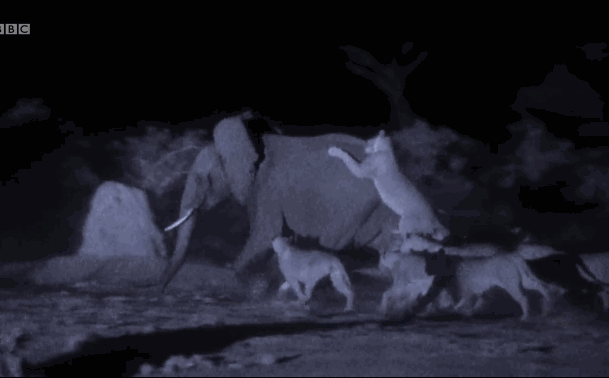 Video: 30 con sư tử vây kín, săn giết voi khổng lồ trong đêm