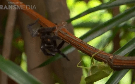 Trận chiến cam go của nhện Tarantula và bọ ngựa chỉ vì lý do 'lãng xẹt'