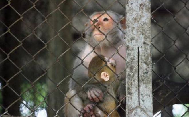 Đưa 7 con khỉ vào 1 cái chuồng trên nóc có treo nải chuối để thực hiện thí nghiệm, kết quả cuối cùng khiến bao người bừng tỉnh ngộ