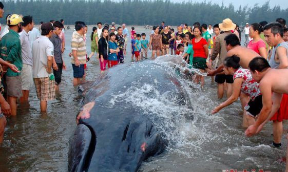 Những lần cá voi dạt vào vùng biển nước ta - con lớn nhất gấp 7 lần trường hợp ở Long Châu, Hải Phòng - Ảnh 2.