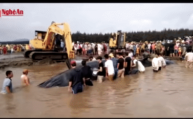 Những lần cá voi dạt vào vùng biển nước ta - con lớn nhất gấp 7 lần trường hợp ở Long Châu, Hải Phòng