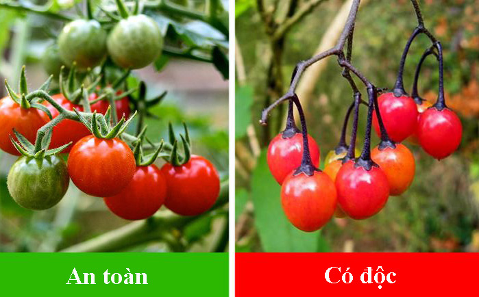7 loại cây ăn quả có 'anh em song sinh' giống như đúc: Quả an toàn, quả có độc chết người