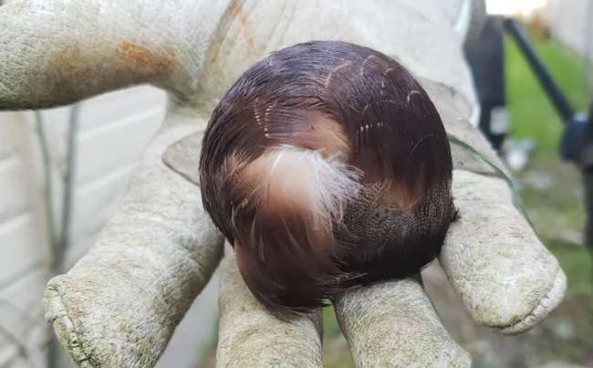 Đang ngủ thì có vật rơi vào mái nhà, ra ngoài tìm cặp vợ chồng phát hiện 1 thứ vô cùng khó hiểu