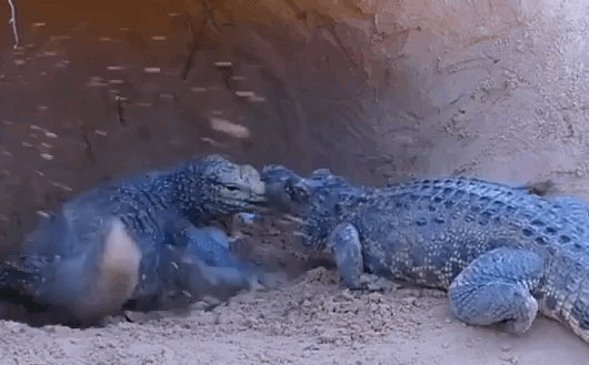 Cá sấu chui vào hang tấn công thằn lằn Monitor và cái kết khó đoán