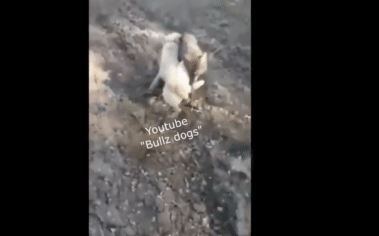 Chó sói nếm đòn từ loài chó mạnh mẽ và dũng cảm của nước Nga: Bầm dập!