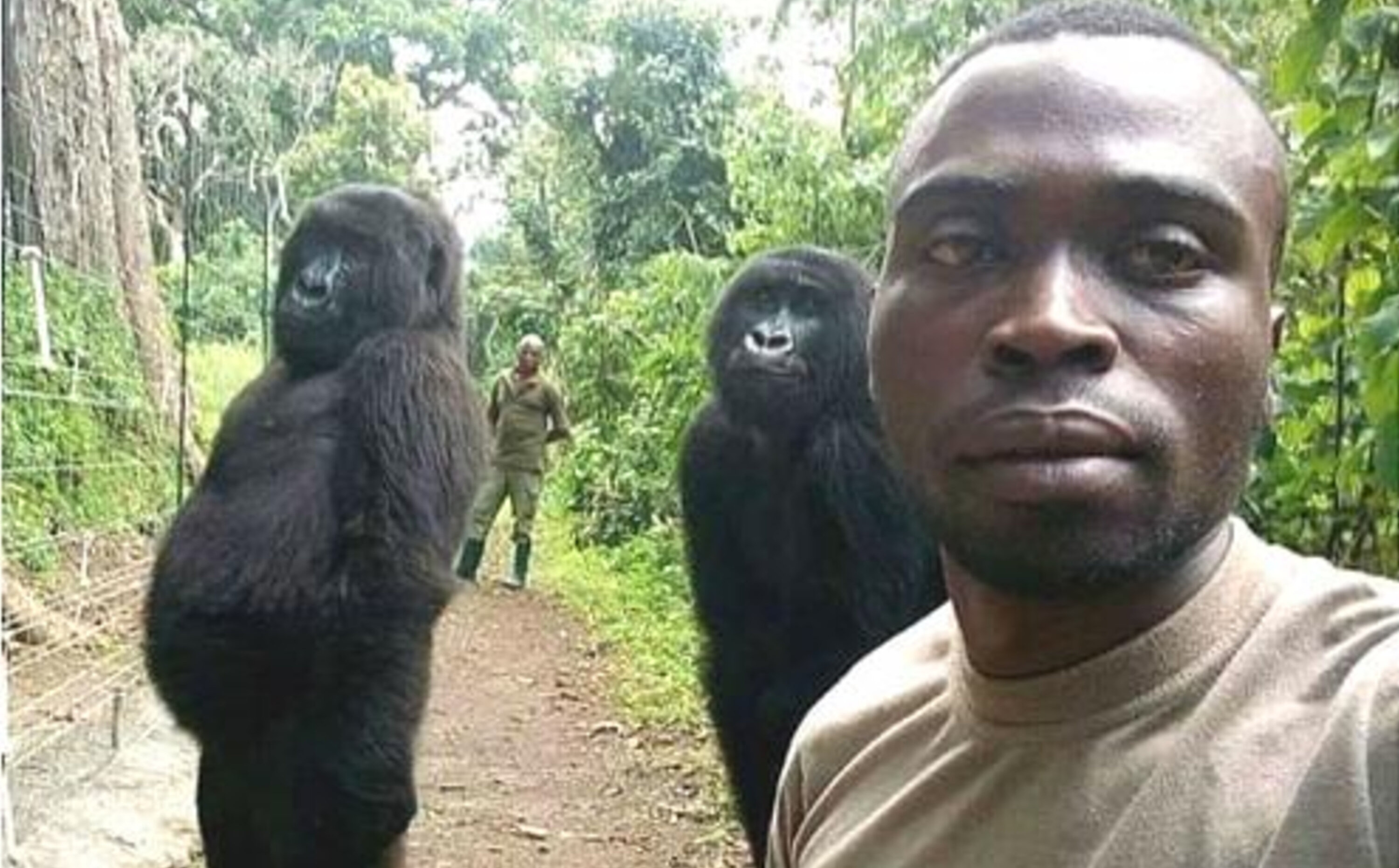 Cư dân mạng cười “ngả nghiêng” trước chùm ảnh selfie cùng khỉ đột của chú kiểm lâm