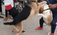 Pitbull nhỏ con điên cuồng cắn vào cổ Béc giê, người chủ liên tiếp đánh vào mặt nó để ngăn cản