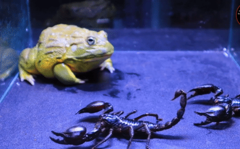 Bọ cạp trong miệng ếch yêu tinh vẫn liên tục dùng đuôi đâm vào mắt kẻ thù, kỳ tích có xuất hiện?