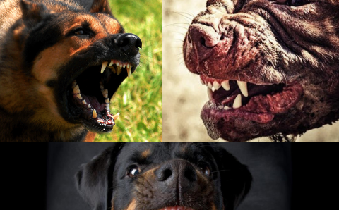 Top 5 loài chó nguy hiểm nhất thế giới, Pitbull vẫn chưa phải là kẻ mạnh nhất