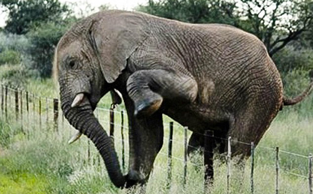 Chụp voi đi kiếm ăn ở rìa khu bảo tồn, nhiếp ảnh gia kinh ngạc vì hành động cực thông  minh của con vật