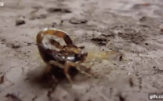 Đàn kiến đông đúc bu lại tiêu diệt bọ cạp như kiểu “kiến giết voi”