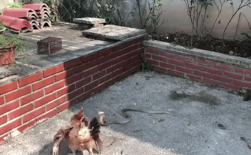 Gà mẹ quyết chiến với hổ mang cực độc để bảo vệ đàn gà con, kết cục ra sao?